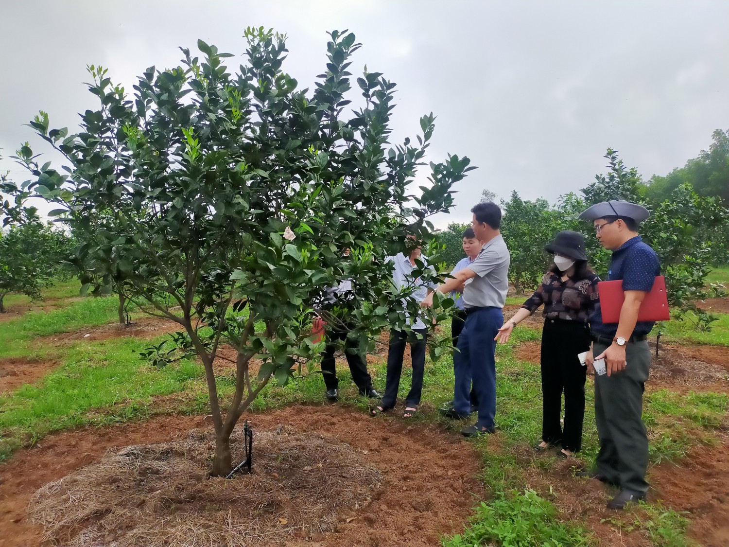 Mô hình trồng cam theo hướng hữu cơ được ngân sách nhà nước hỗ trợ tại xã Hải Phú