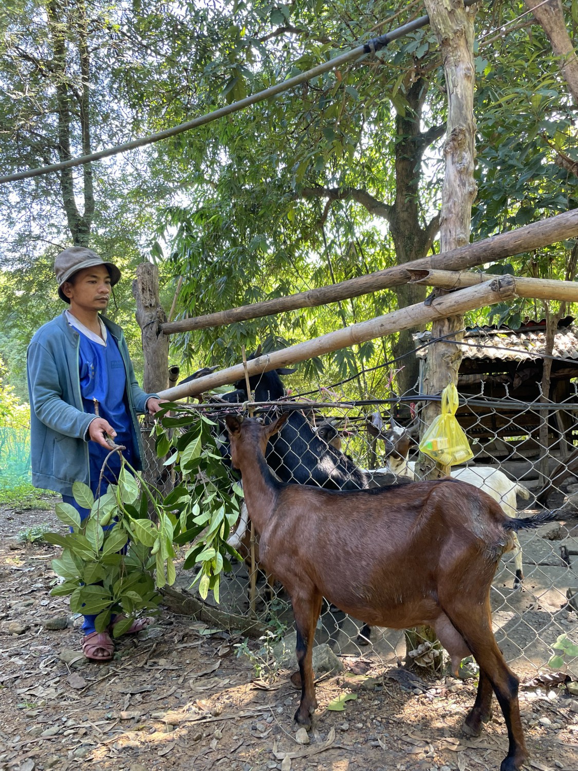 Mô hình chăn nuôi dê ở xã Đakrông