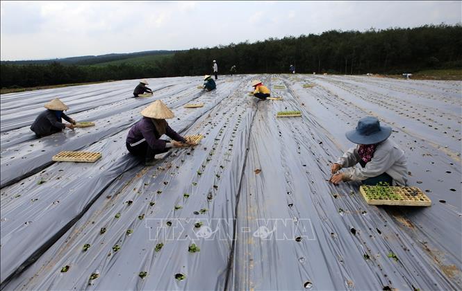 Nông dân ở xã Cam Tuyền, huyện Cam Lộ trồng mới cây cà gai leo bằng phương pháp phủ bạt ni long, tưới nhỏ giọt. Ảnh minh họa: Hồ Cầu/TTXVN
