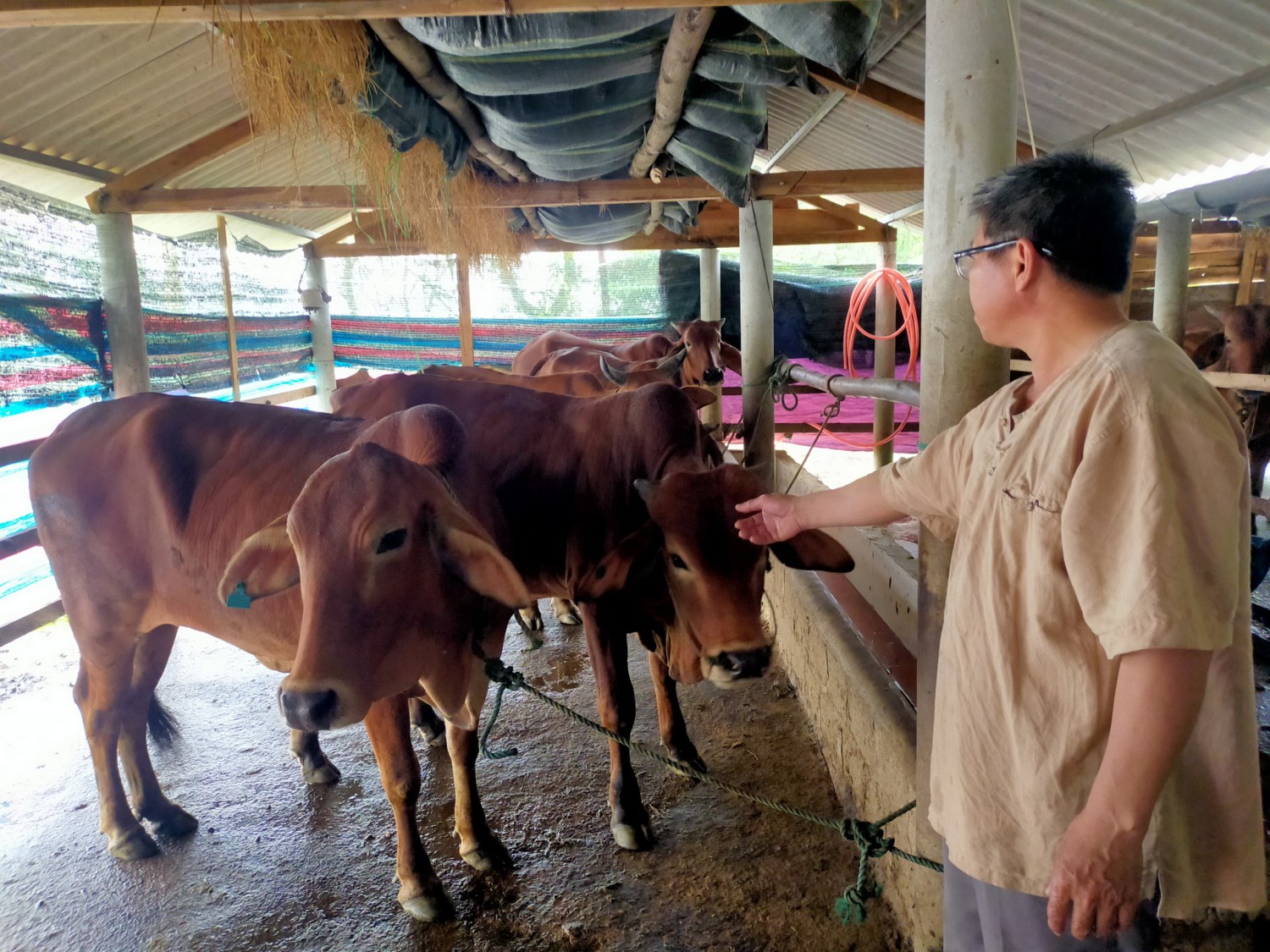 Trang trại nuôi bò vổ béo tại xã Hải Lệ