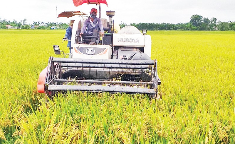 Thu hoạch lúa hữu cơ ở xã Triệu Tài, huyện Triệu Phong (Quảng Trị) để sản xuất gạo mang thương hiệu "Gạo sạch Triệu Phong".