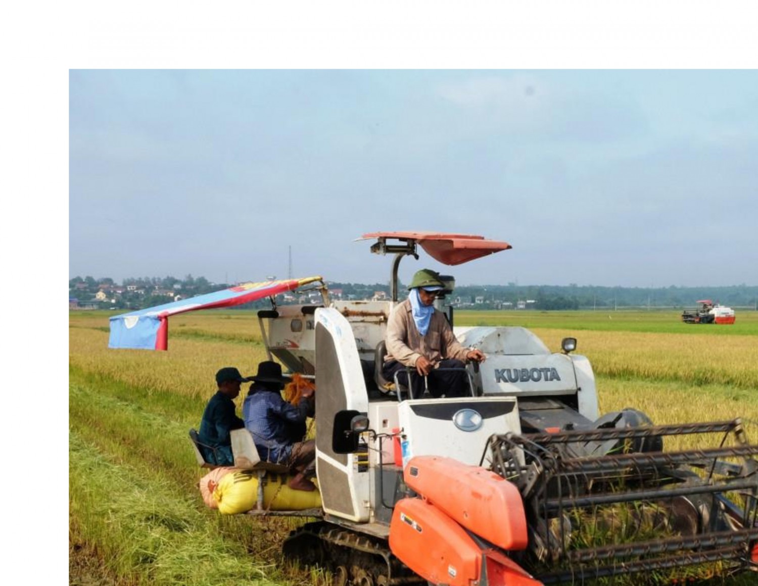 Thu hoạch lúa hữu cơ trên cánh đồng Vĩnh Lâm