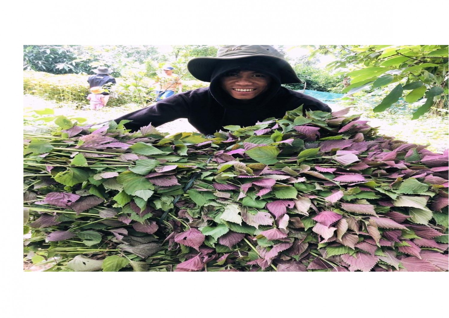 Nông dân Bản Chùa phấn khởi thu hoạch cây tía tô