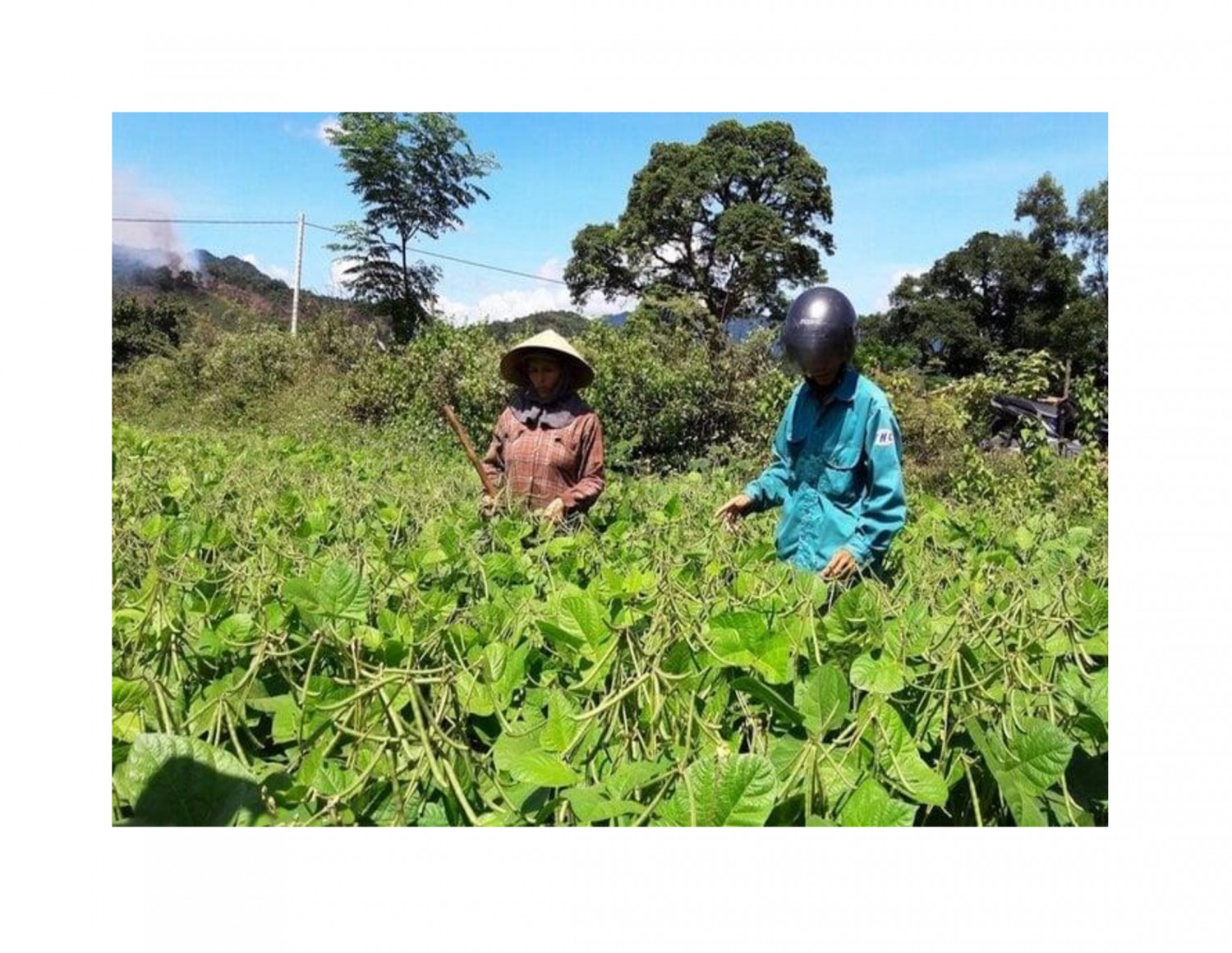 Cây đậu xanh được nhiều xã ở huyện Đakrông lựa chọn để trồng trên diện tích đất lúa kém hiệu quả.