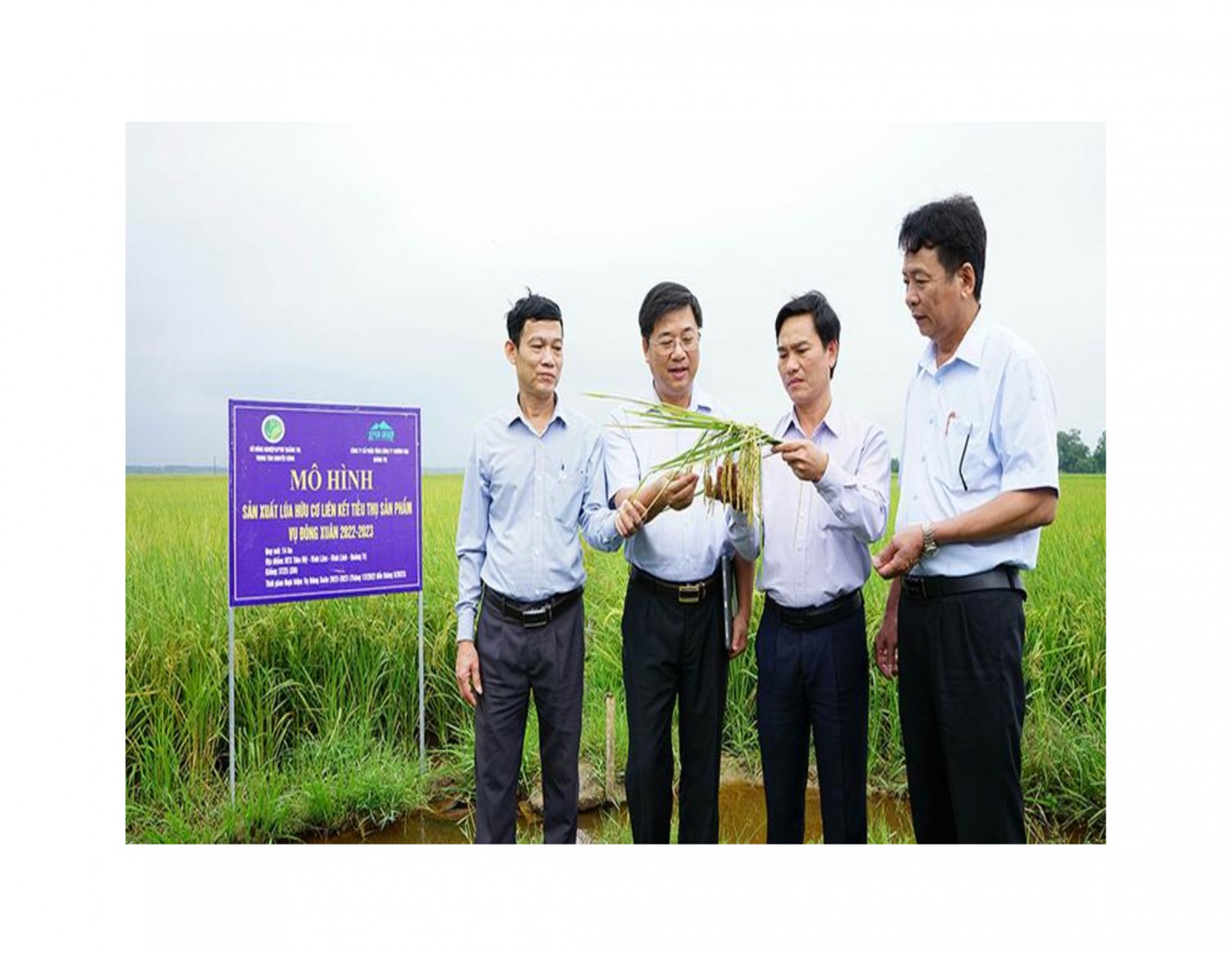 Mô hình sản xuất lúa hữu cơ liên kết tiêu thụ sản phẩm tại HTX Tiên Mỹ, xã Vĩnh Lâm, huyện Vĩnh Linh cho năng suất bình quân đạt 65 tạ/ha