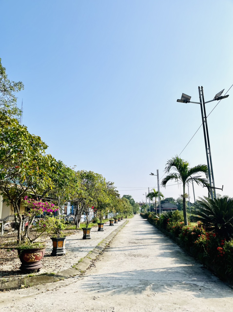 Một đoạn đường hoa, cây xanh trên địa bàn xã Triệu Đại