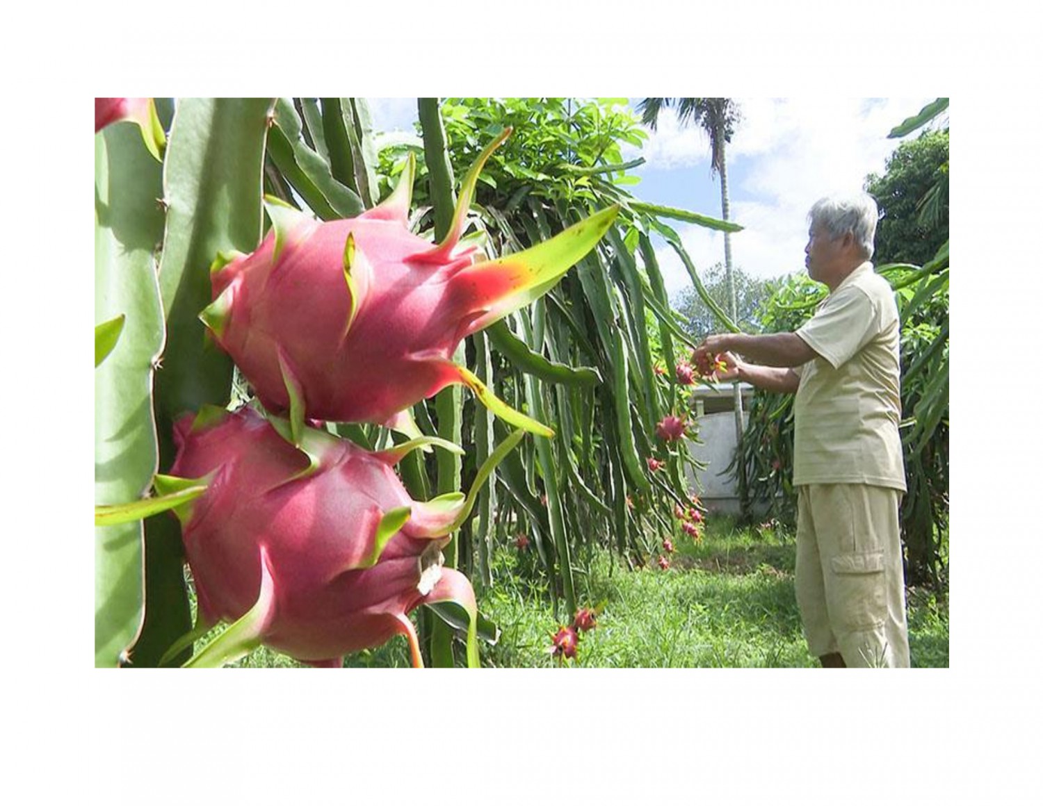 Mô hình trồng cây thanh long mang lại giá trị kinh tế cao ở Cam Lộ