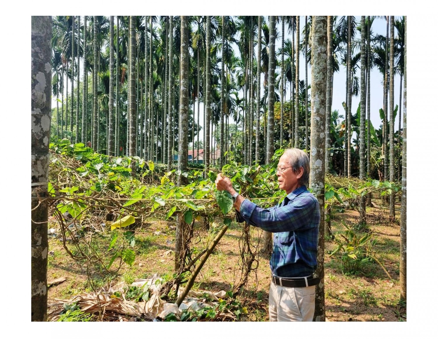 Mô hình trồng xen cây thiên lý dưới vườn cau của ông Đào Xá, thôn Bích Khê, xã Triệu Long đã cho thu hoạch