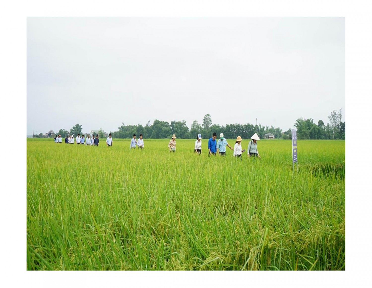 Mô hình sản xuất lúa hữu cơ chất lượng cao tại huyện Cam Lộ