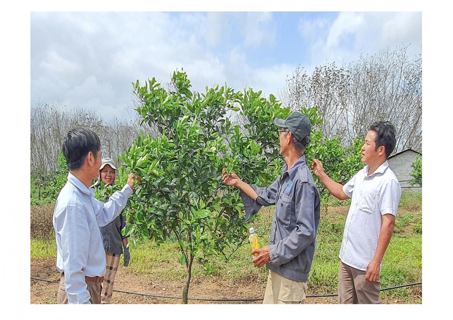 Phát triển mô hình trồng cây ăn quả có múi tại thị trấn Bến Quan, huyện Vĩnh Lin