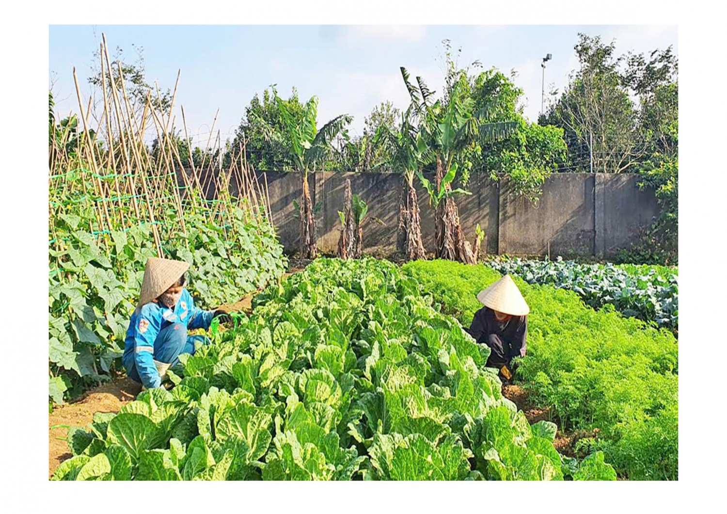 Mô hình trồng rau sạch ở xã Hướng Tân, huyện Hướng Hóa còn nhỏ lẻ, chưa có sự liên kết trong tiêu thụ sản phẩm