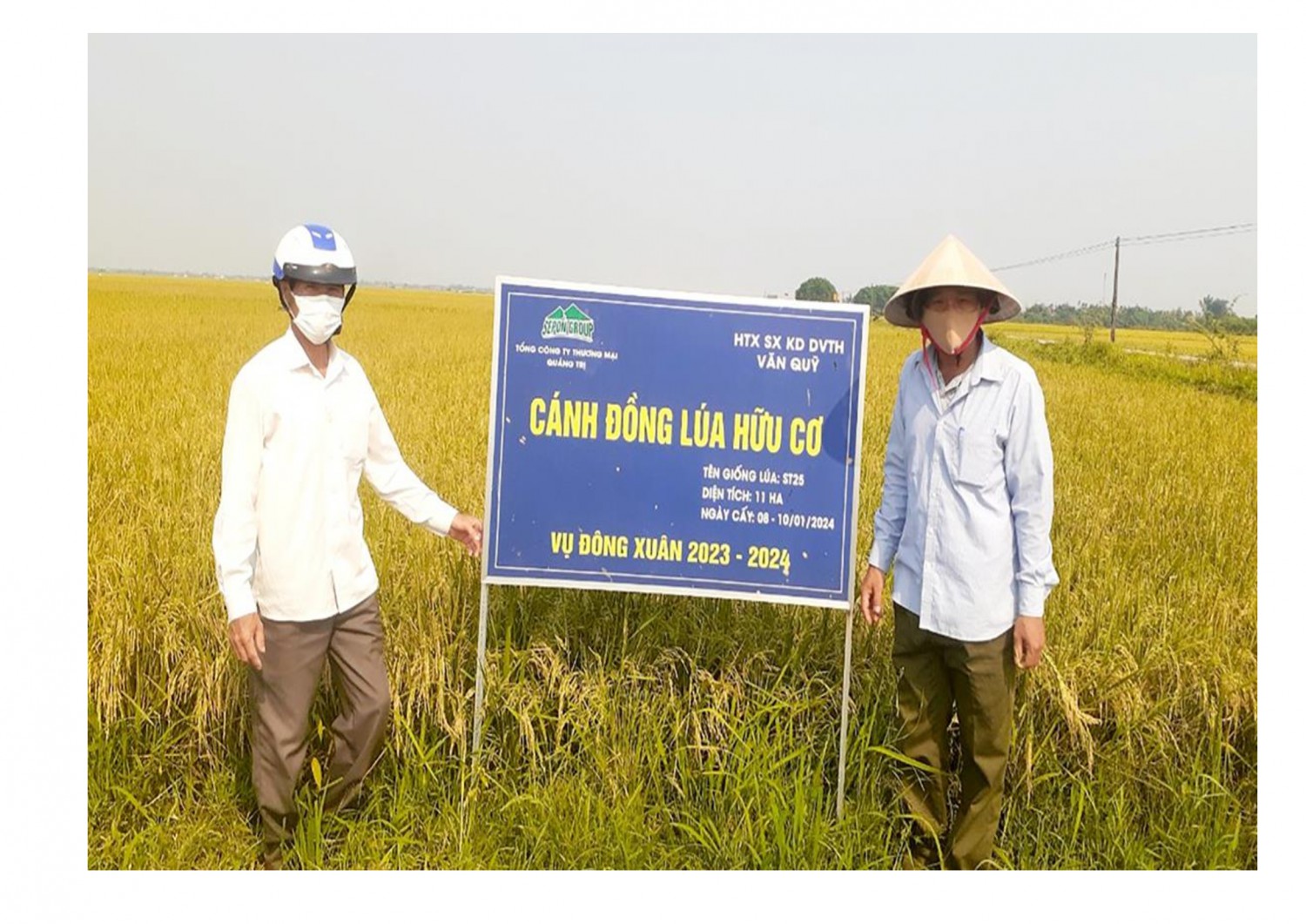 Sản xuất lúa hữu cơ tại HTX sản xuất kinh doanh dịch vụ tổng hợp Văn Quỹ, xã Hải Phong, huyện Hải Lăng