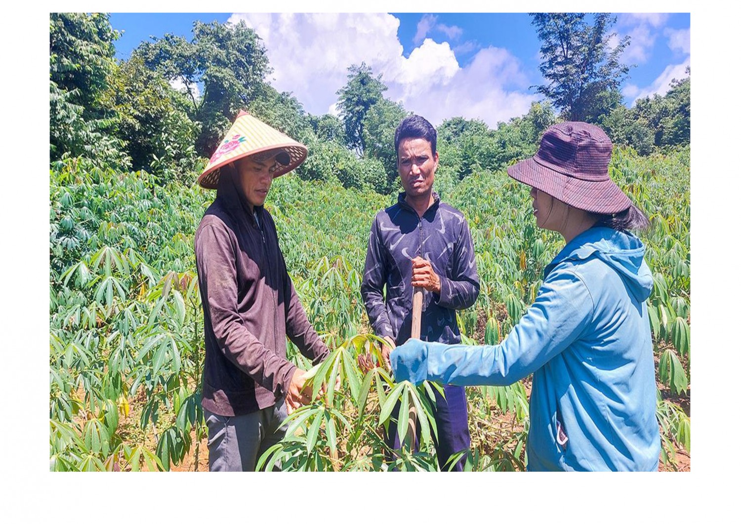 Nhờ mượn đất trồng sắn, nhiều hộ dân bản Hà Lệt, xã Tân Thành, huyện Hướng Hóa đã thoát nghèo