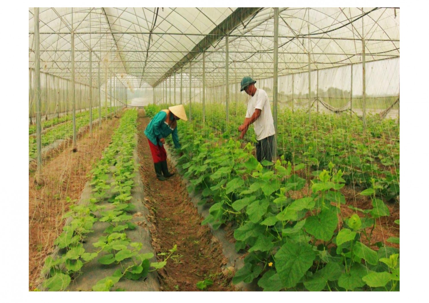 Trồng rau sạch trong nhà kính tại huyện Vĩnh Linh