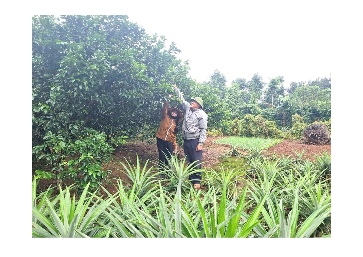 Vợ chồng ông Dương Văn Thọ ở thôn Hương Nam chăm sóc vườn cây ăn quả của gia đình
