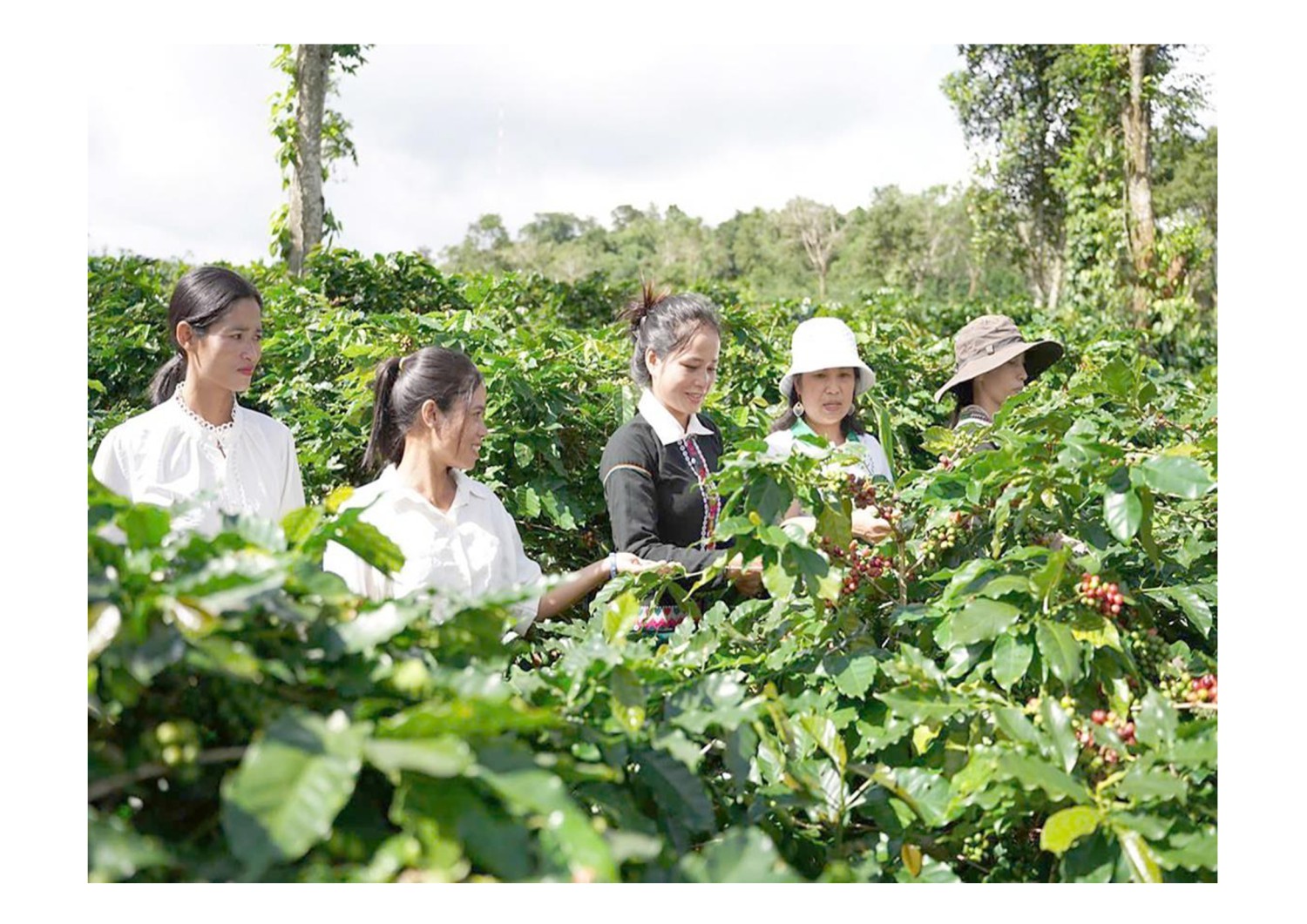 Hợp tác xã Nông sản Khe Sanh (huyện Hướng Hóa) phát triển mô hình trồng cà phê theo hướng hữu cơ