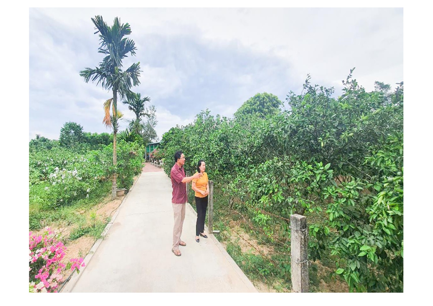 Cải tạo vườn tạp, xây dựng vườn mẫu đem lại hiệu quả kinh tế khá cao tại xã Cam Thủy, huyện Cam Lộ