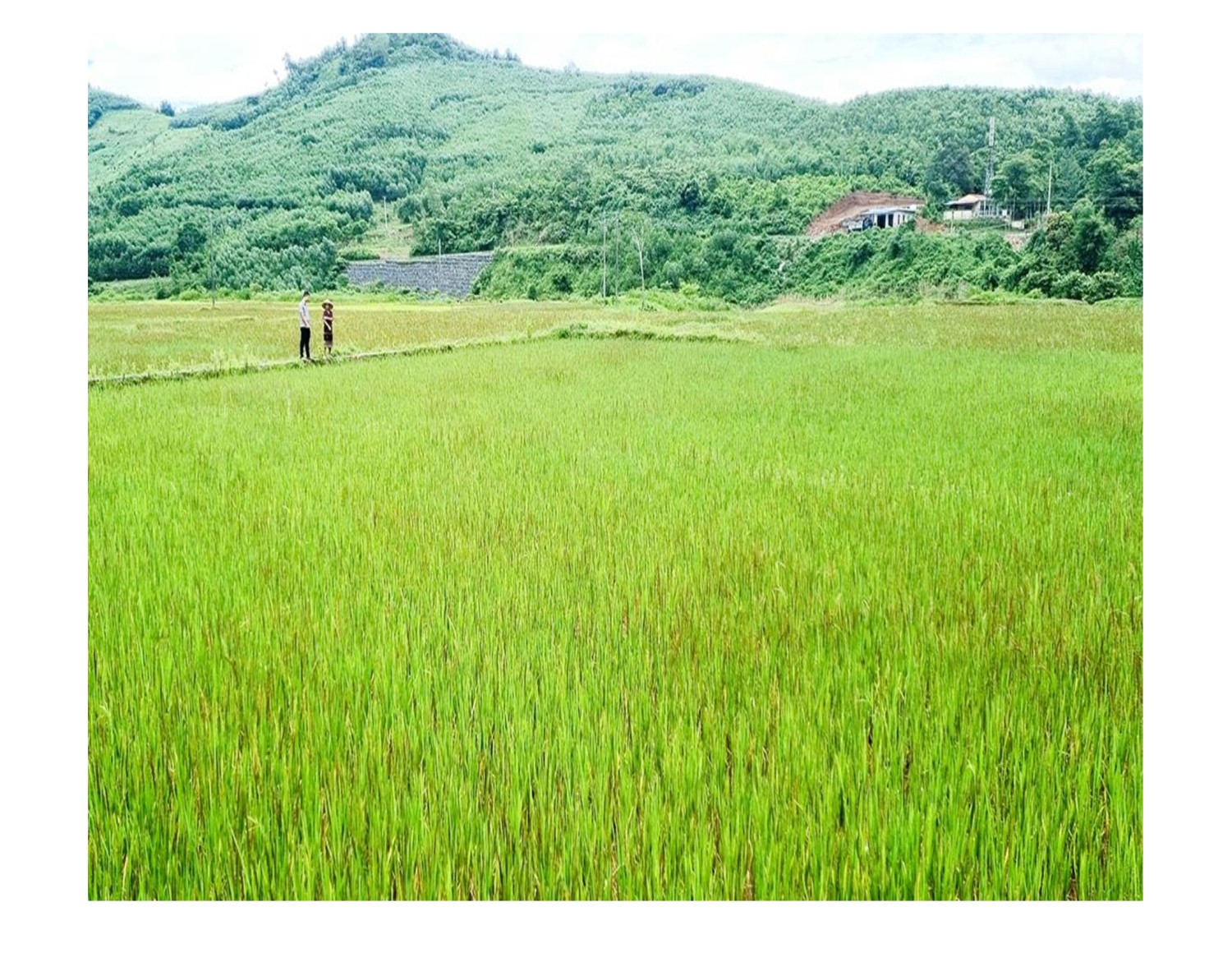 Mô hình trồng lúa nếp than đang được nhân rộng ở xã A Ngo