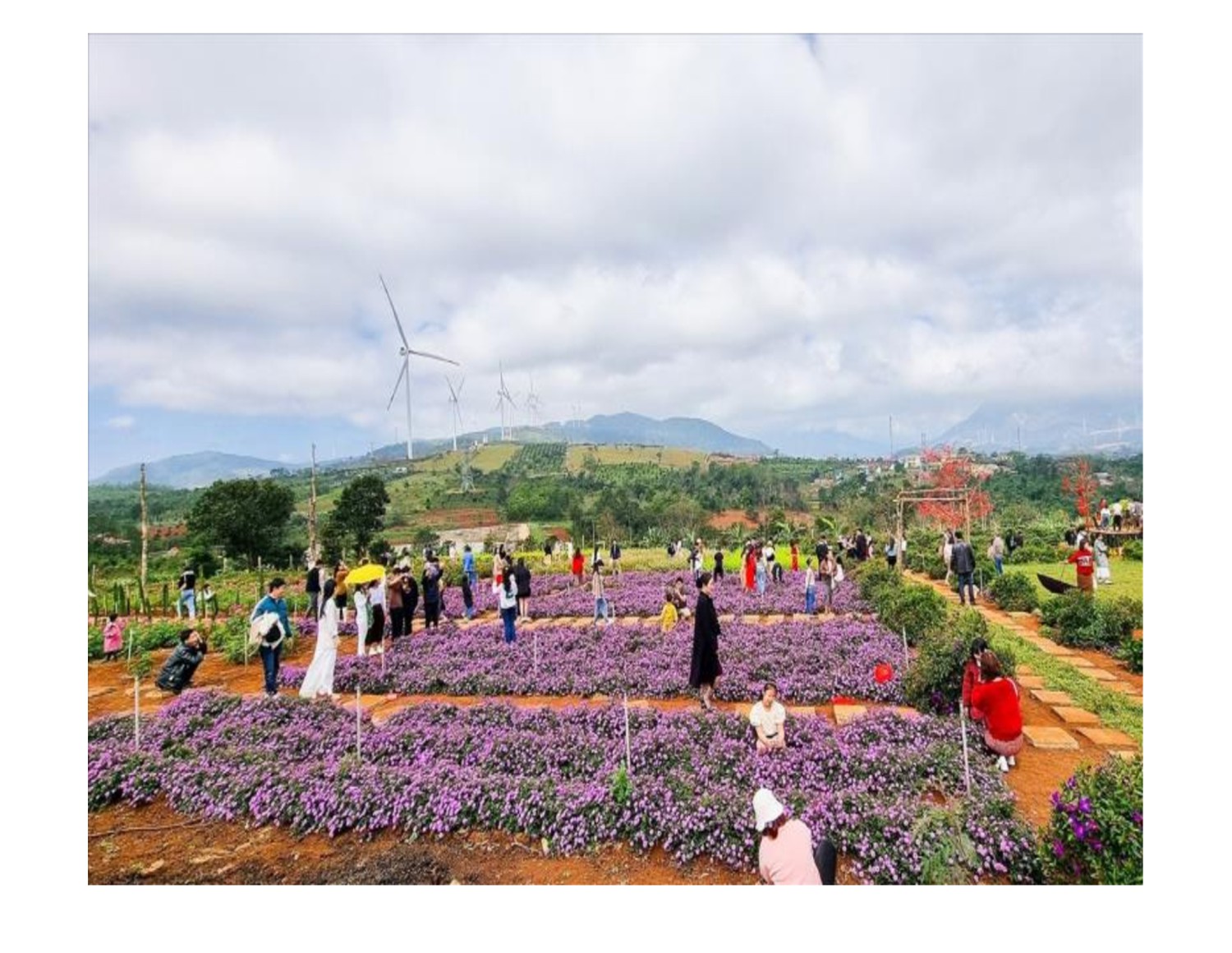 Khách tham quan, chụp ảnh lưu niệm tại vườn hoa Chân Trời, thôn Tân Vĩnh, xã Hướng Tân, huyện Hướng Hóa