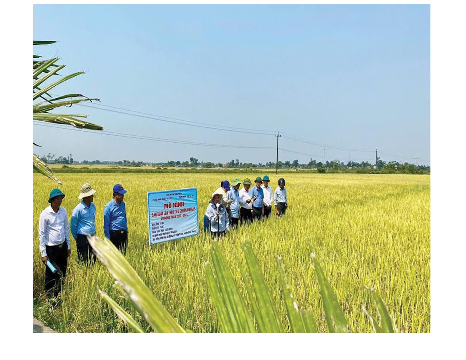 Mô hình sản xuất lúa theo tiêu chuẩn VietGAP tại huyện Triệu Phong