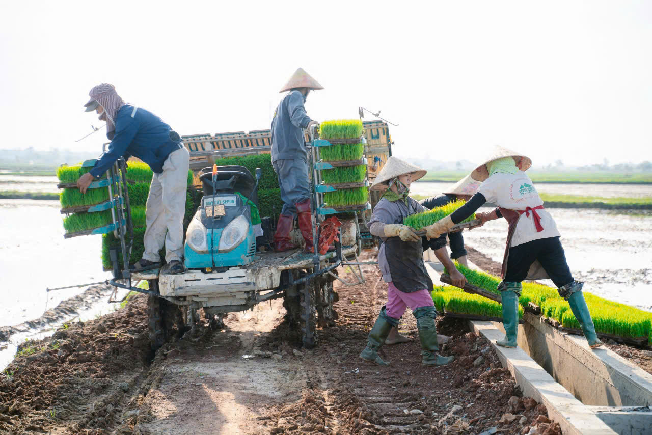 Tổng công ty Thương mại Quảng Trị  triển khai cấy lúa tại Xuân Hòa, Gio Linh, Quảng Trị